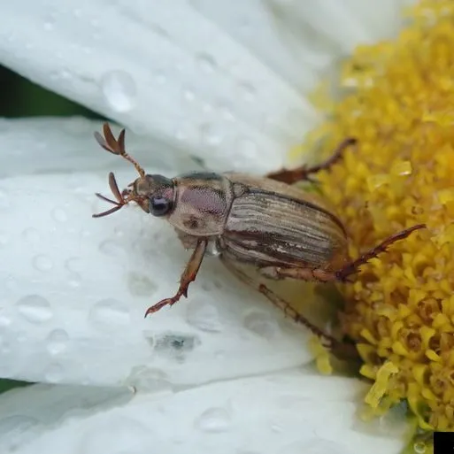 thumbnail for publication: The Oriental Beetle, Anomala orientalis (Waterhouse 1875) (Insecta: Coleoptera: Scarabaeidae)